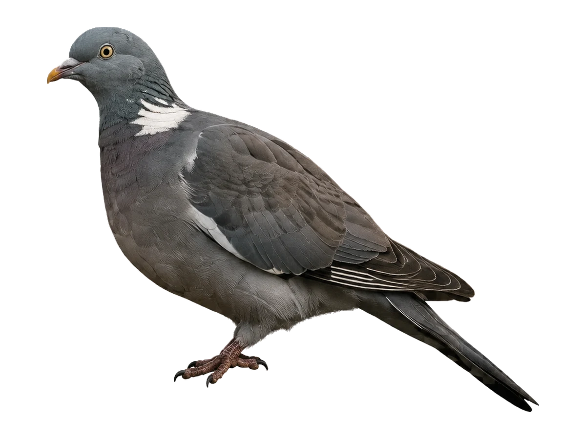 Ringeltaube