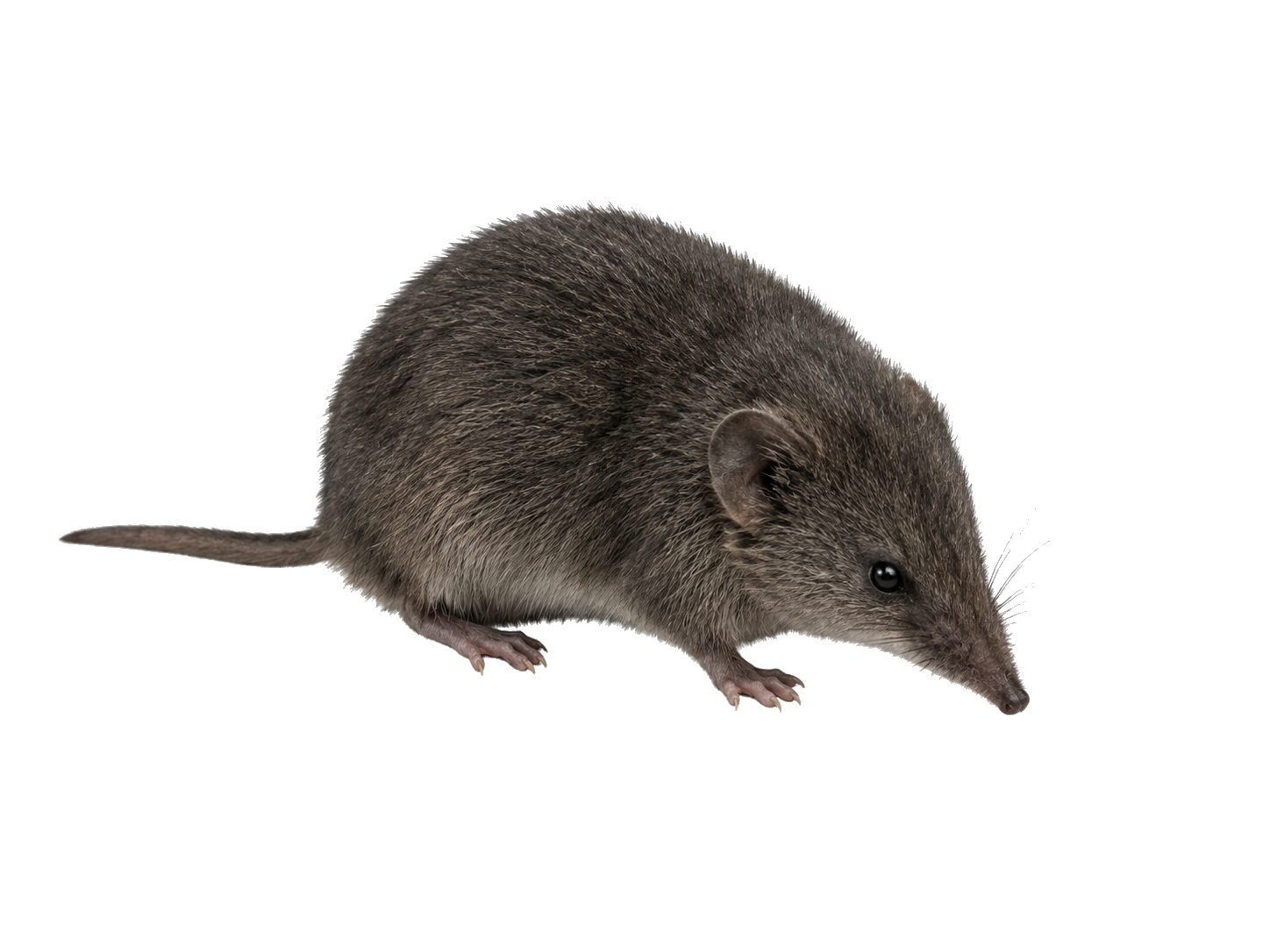 Spitzmaus